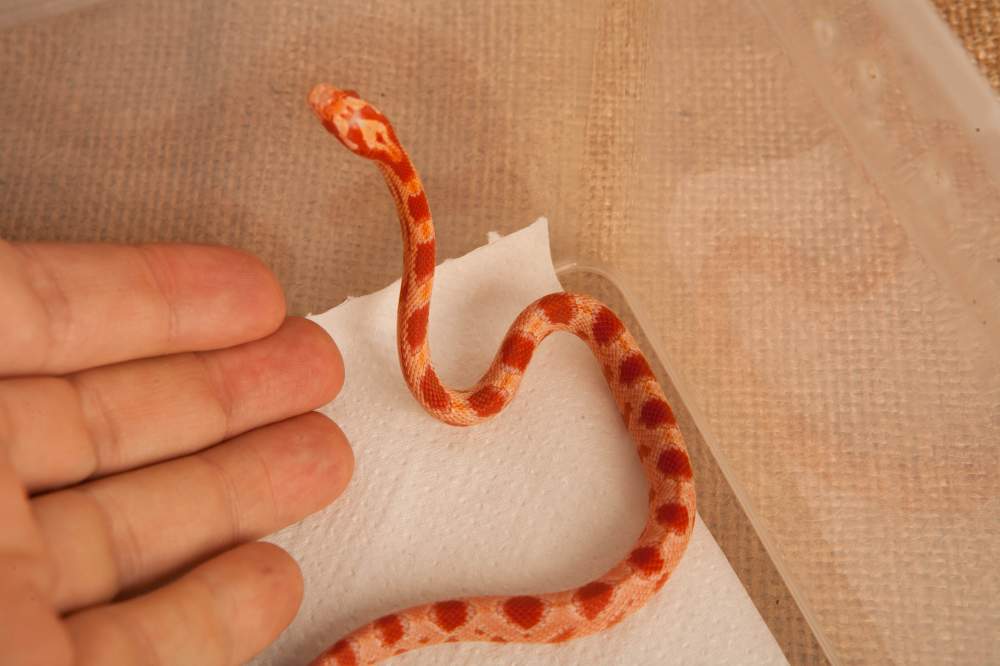 Corn snake Rehomed Pantherophis guttatus Hungary, Budapest