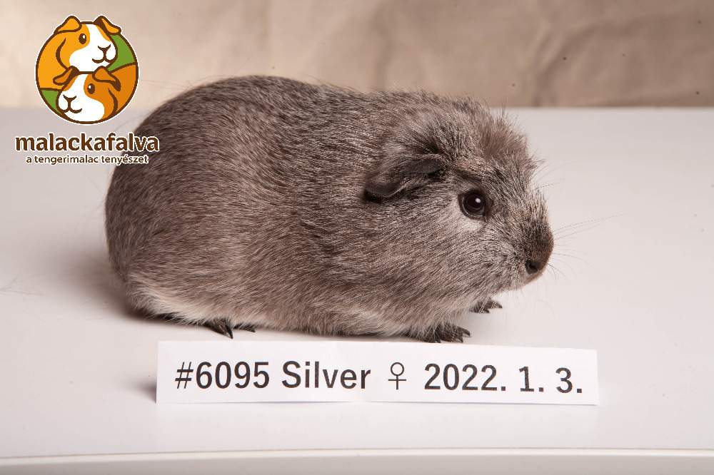 English Crested guinea pig Breeder Cavia porcellus 