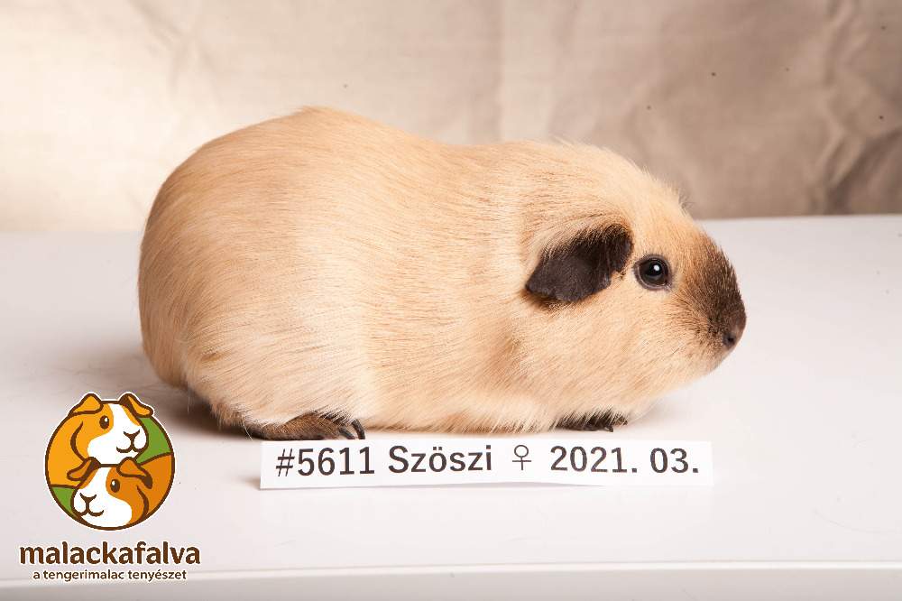 Guinea pig Breeder Cavia porcellus 