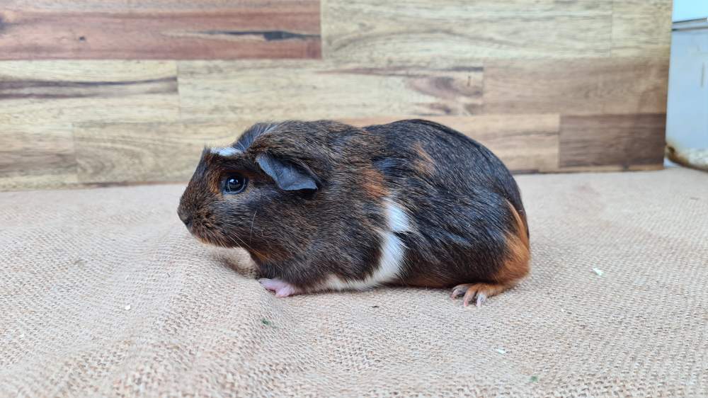 Guinea pig Available for rehoming Cavia porcellus 