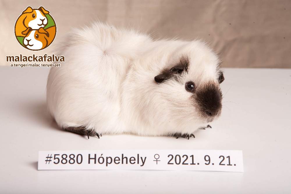 Guinea pig Breeder Cavia porcellus 