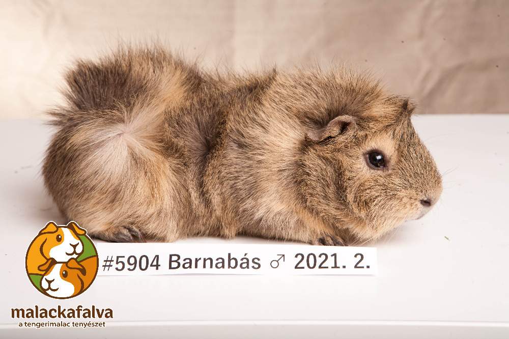 Guinea pig Breeder Cavia porcellus 