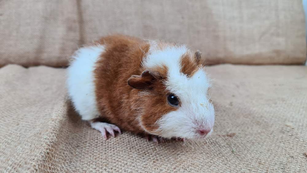 Guinea pig Available for rehoming Cavia porcellus 