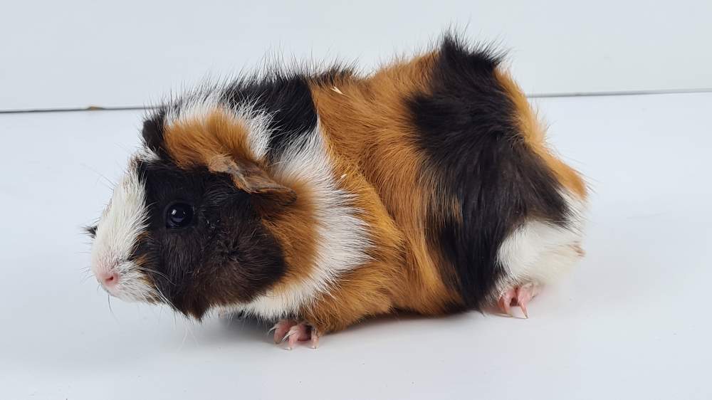 Guinea pig Breeder Cavia porcellus 