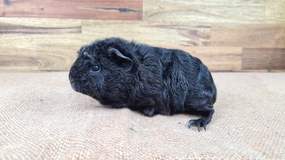 Guinea pig Available for rehoming Cavia porcellus 