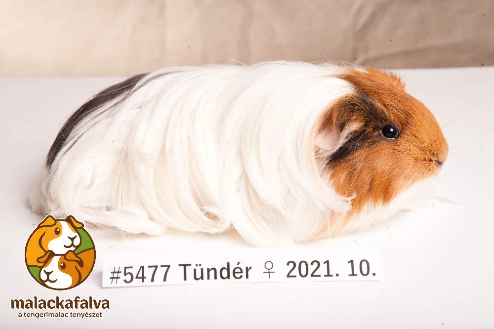 Sheltie guinea pig Breeder Cavia porcellus 