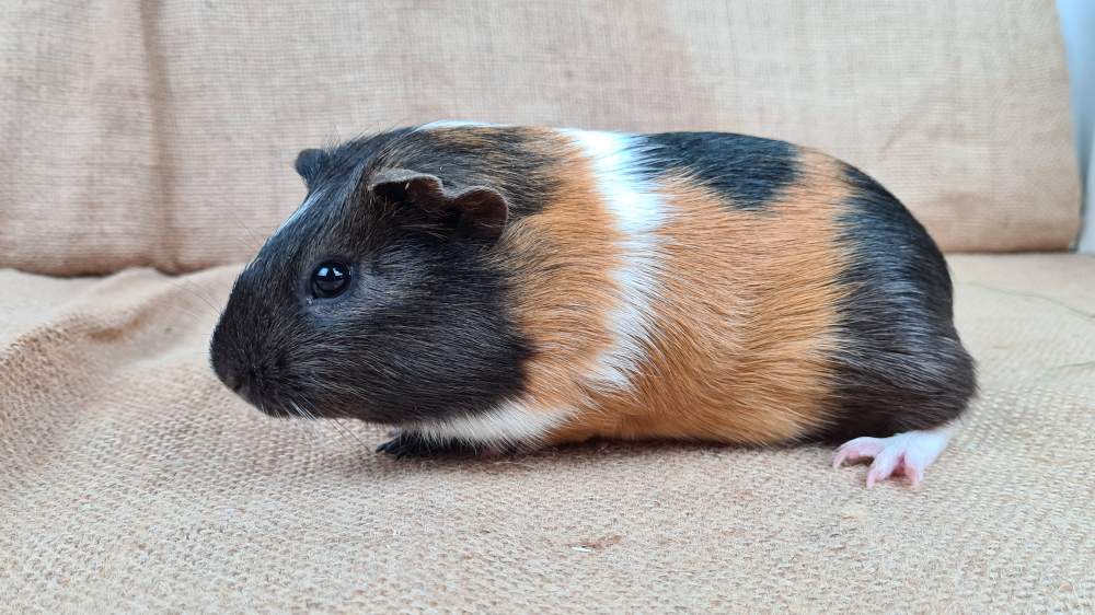 Guinea pig Available for rehoming Cavia porcellus 