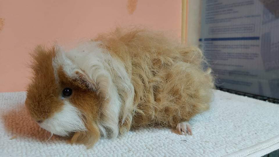 Texel guinea pig Owned by other Cavia porcellus 