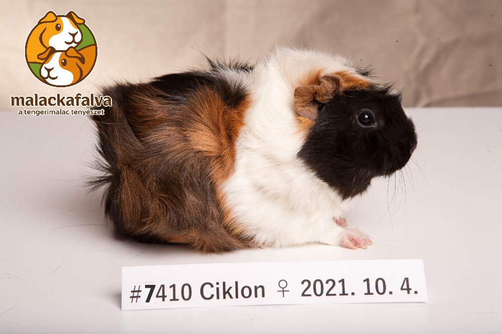 Guinea pig Breeder Cavia porcellus 