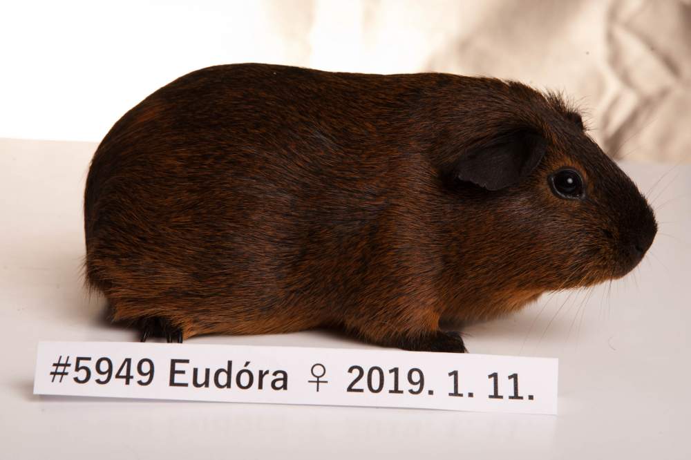 Guinea pig Deceased Cavia porcellus 