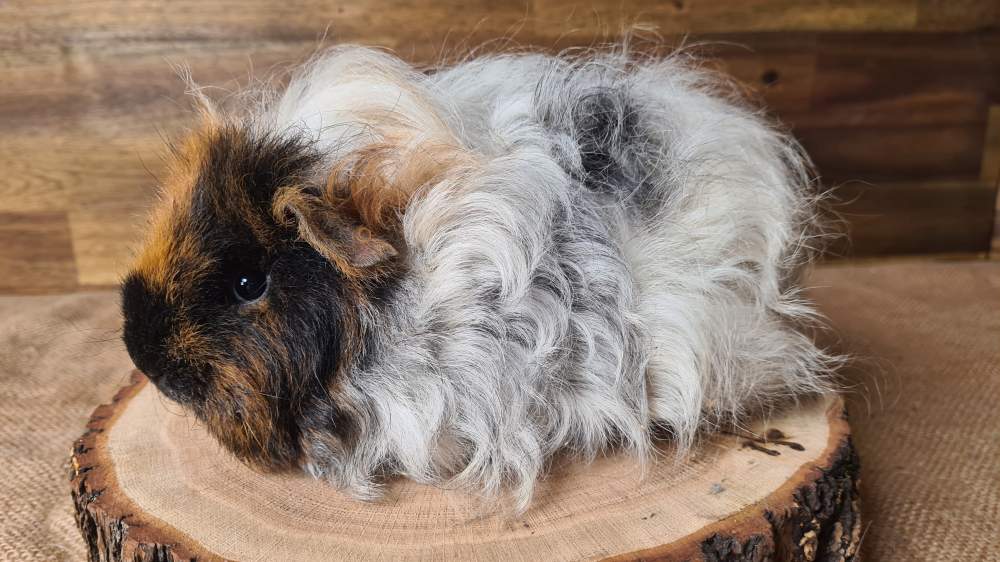 Texel guinea pig Breeder Cavia porcellus 