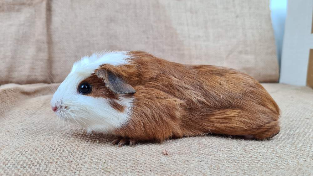 Guinea pig Available for rehoming Cavia porcellus 