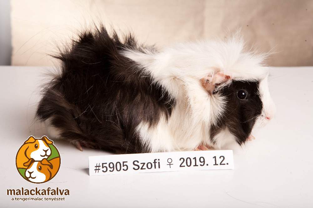 Guinea pig Breeder Cavia porcellus 