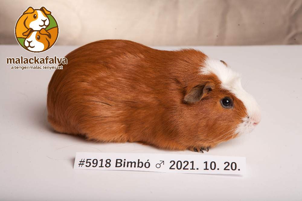 American Crested guinea pig Breeder Cavia porcellus 