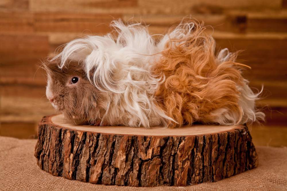 Lunkarya Guinea pig Deceased Cavia porcellus 