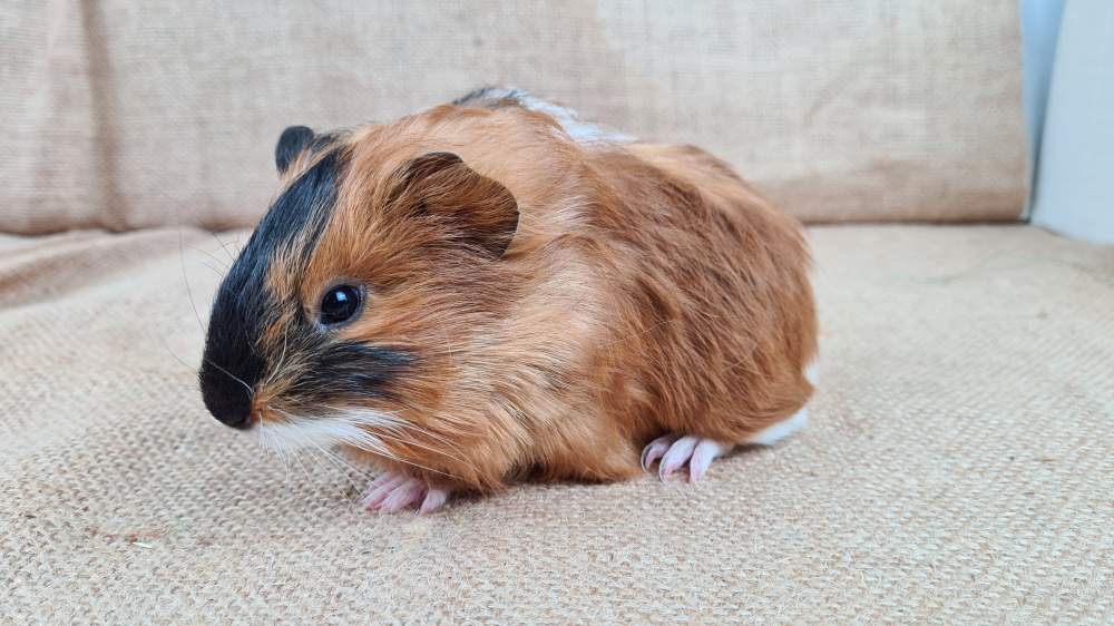 Guinea pig Available for rehoming Cavia porcellus 