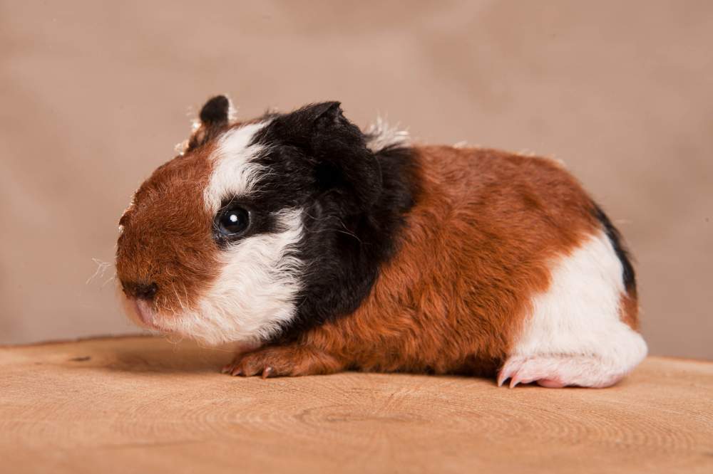 Texel guinea pig Available for rehoming Cavia porcellus 