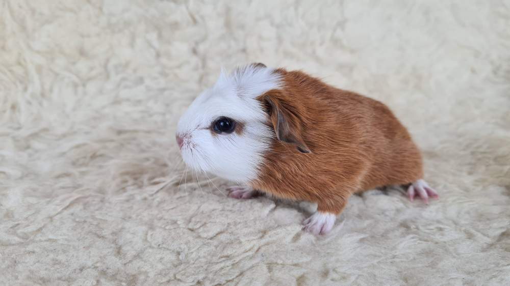 Guinea pig Available for rehoming Cavia porcellus 