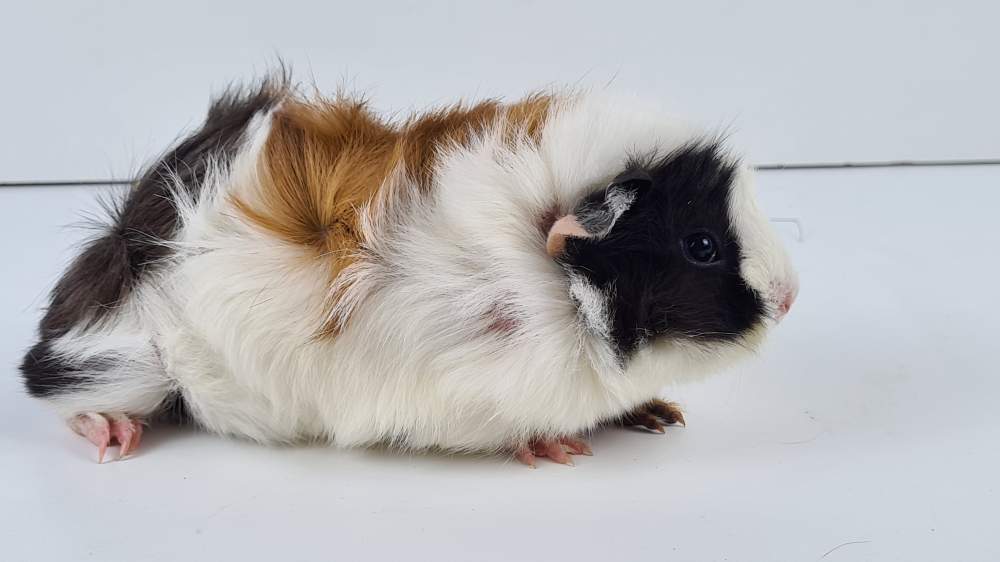 Guinea pig Available for rehoming Cavia porcellus 