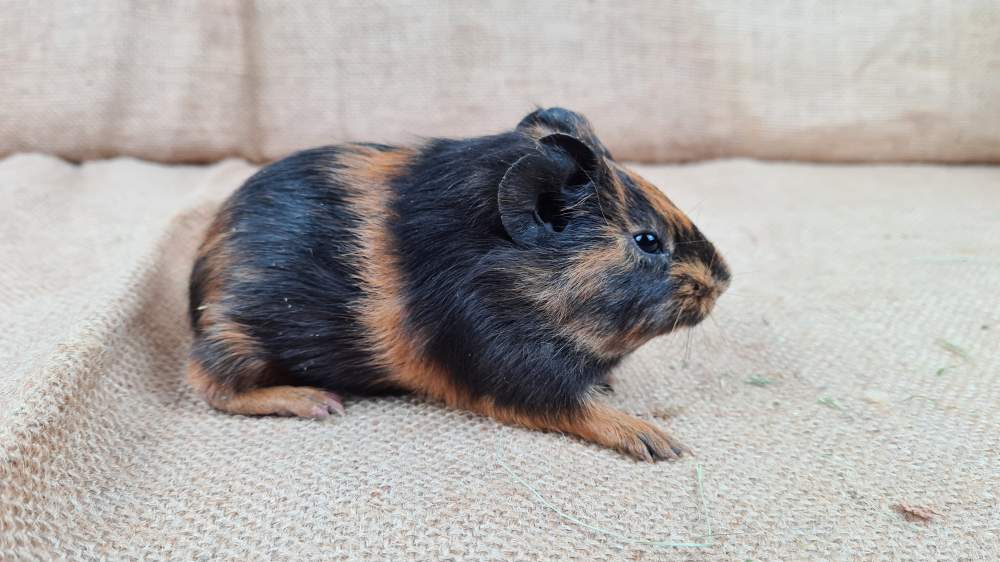 Guinea pig Available for rehoming Cavia porcellus 