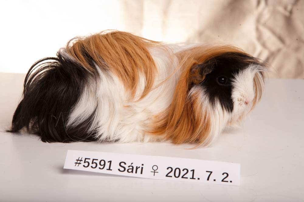 Peruvian guinea pig Breeder Cavia porcellus 