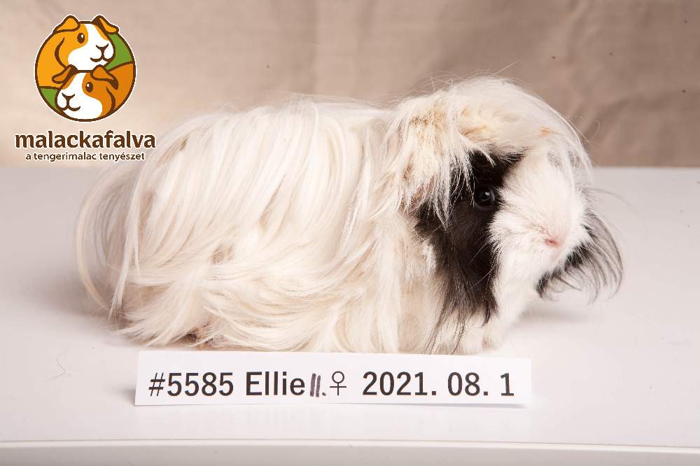 Peruvian guinea pig Breeder Cavia porcellus 