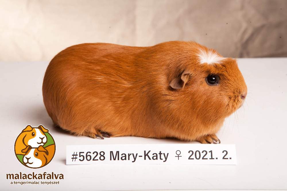 American Crested guinea pig Breeder Cavia porcellus 