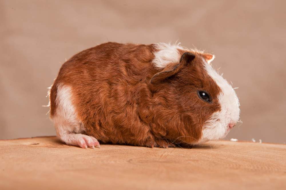 Texel guinea pig Available for rehoming Cavia porcellus 