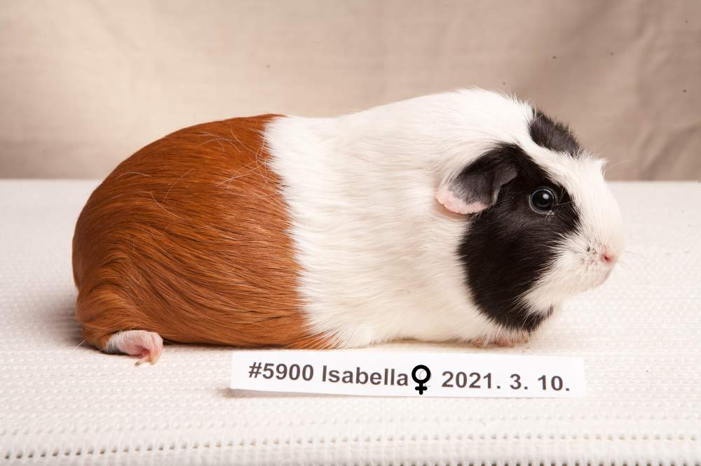 Guinea pig Breeder Cavia porcellus 