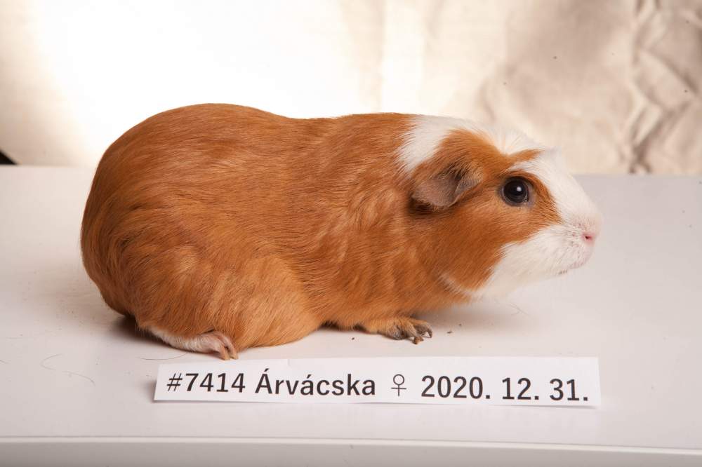 English Crested guinea pig Deceased Cavia porcellus 