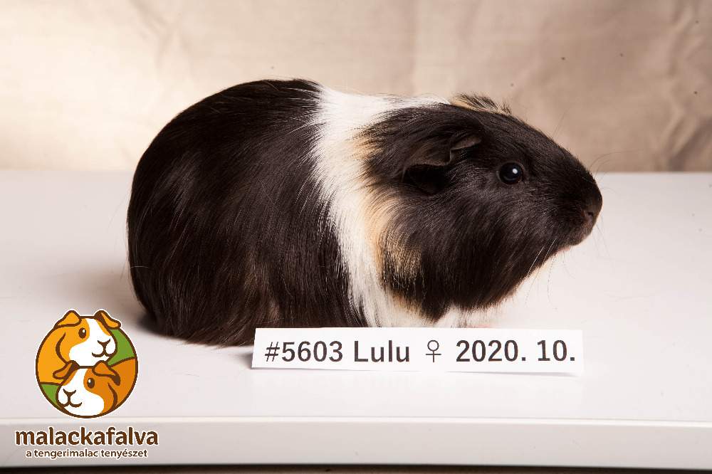 Guinea pig Breeder Cavia porcellus 