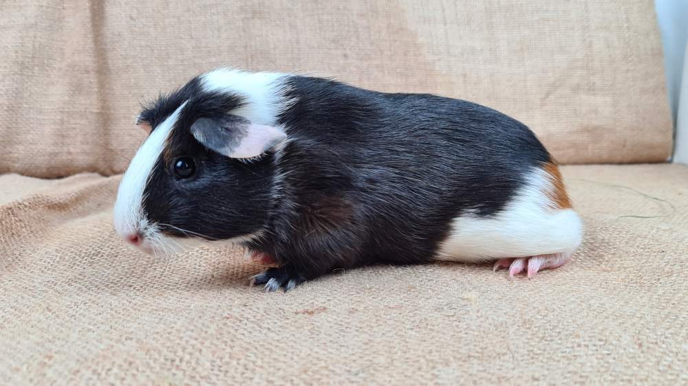 Guinea pig Available for rehoming Cavia porcellus 