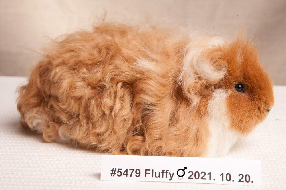 Texel guinea pig Breeder Cavia porcellus 