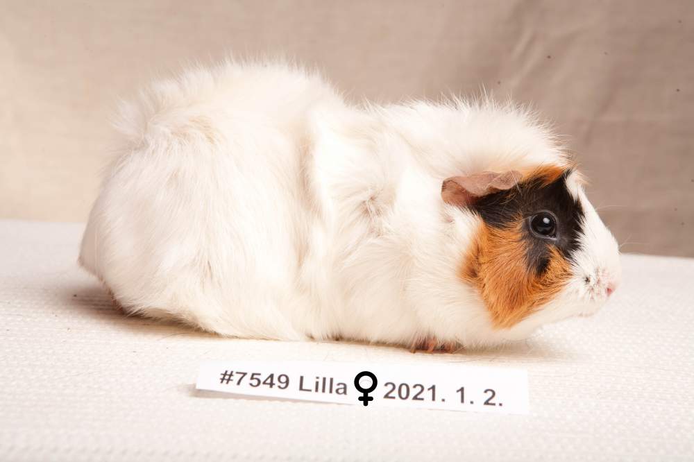 Guinea pig Breeder Cavia porcellus 