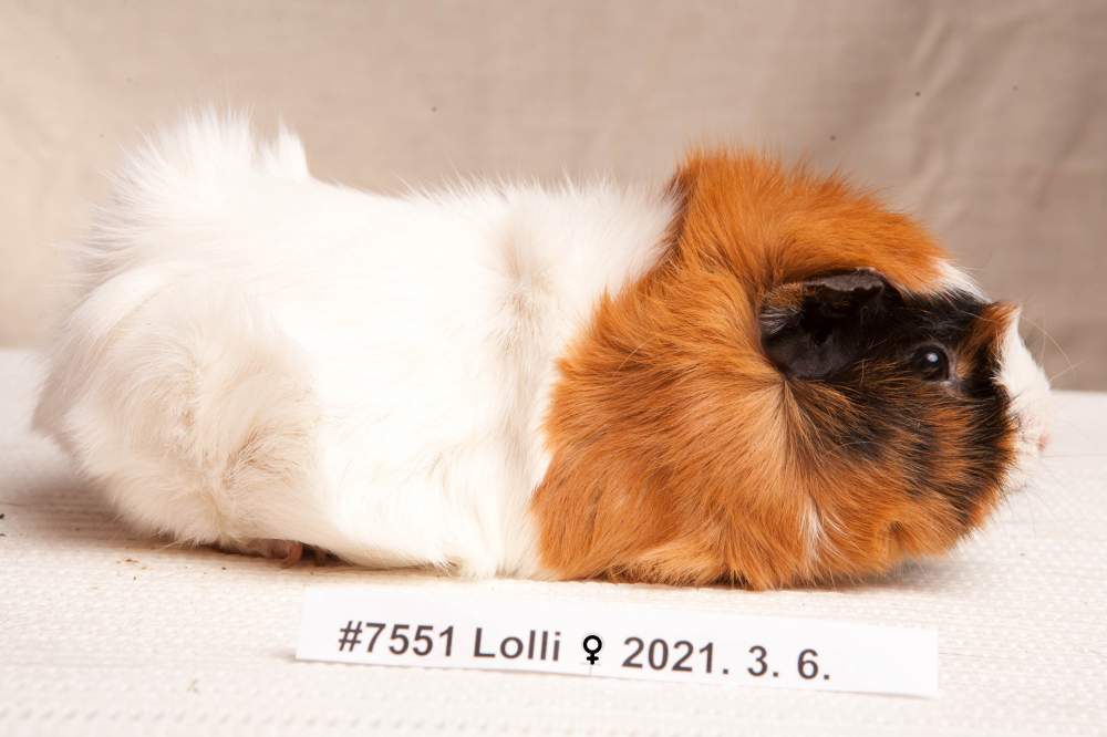 Guinea pig Breeder Cavia porcellus 