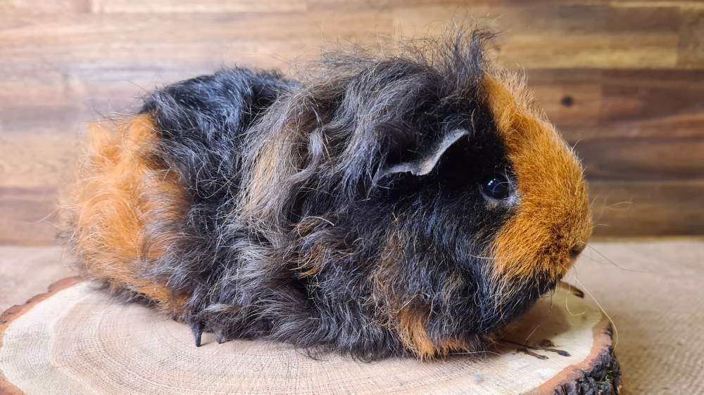 Texel guinea pig Breeder Cavia porcellus 