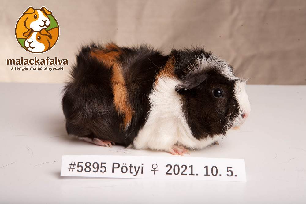 Guinea pig Breeder Cavia porcellus 