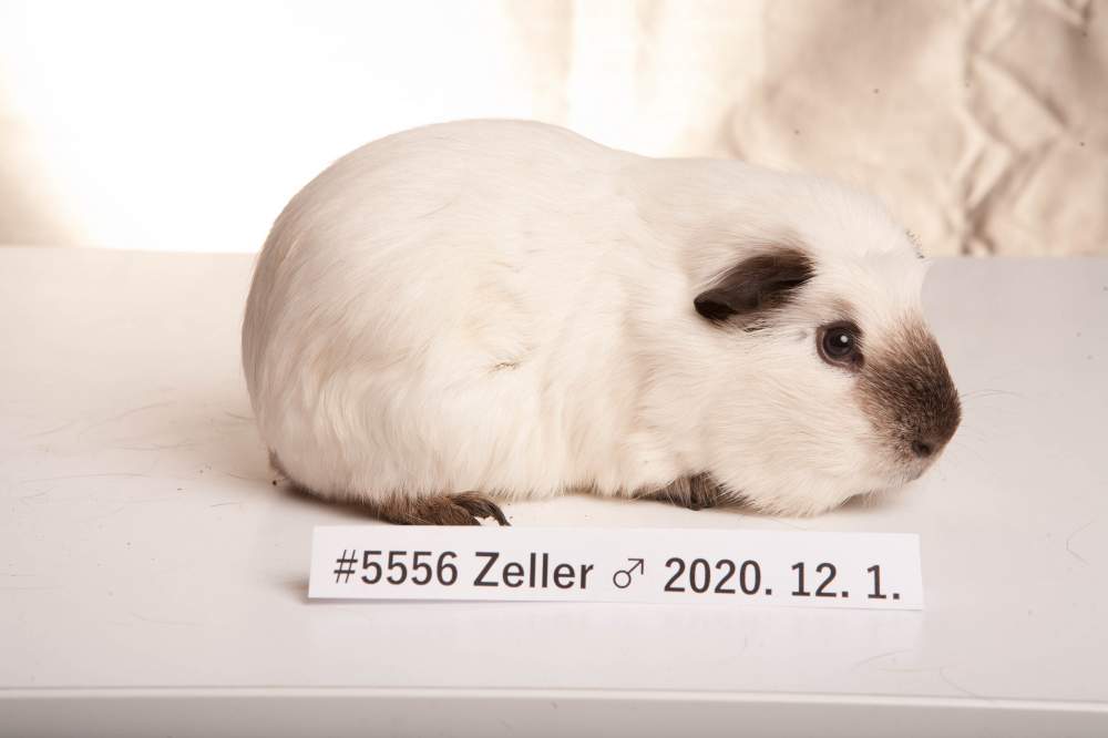 English Crested guinea pig Breeder Cavia porcellus 