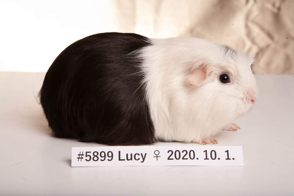 Guinea pig Breeder Cavia porcellus 