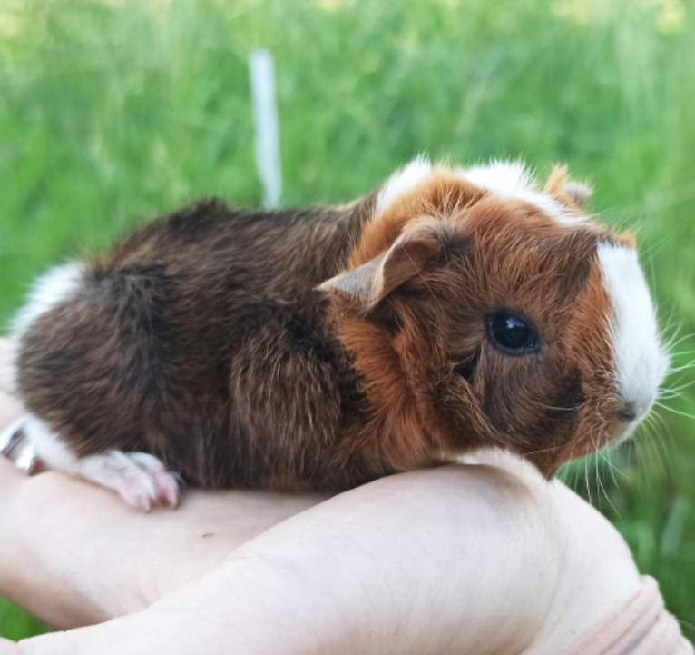 Peruvian guinea pig Breeder Cavia porcellus 