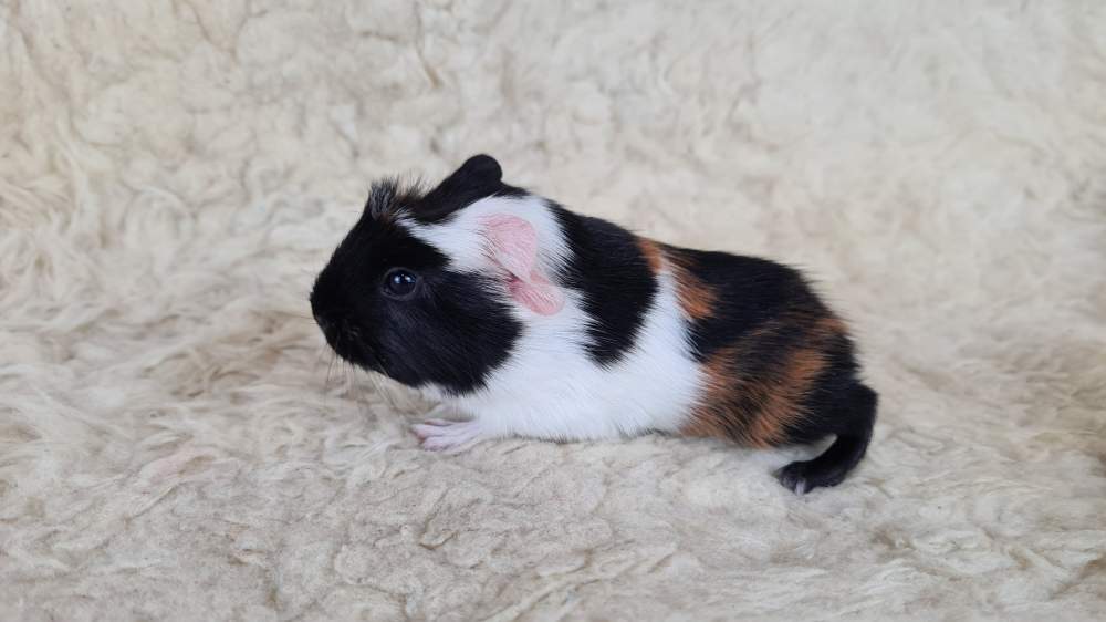 Guinea pig Available for rehoming Cavia porcellus 