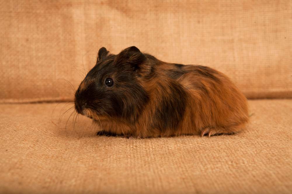 Guinea pig Pet only Cavia porcellus Hungary, Budapest