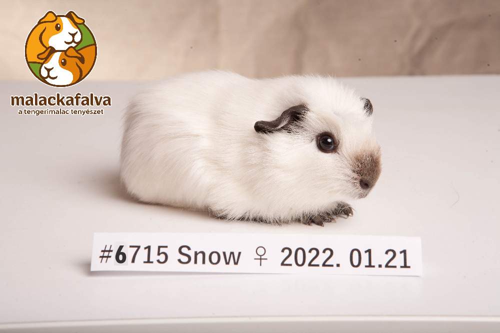 American guinea pig Breeder Cavia porcellus 