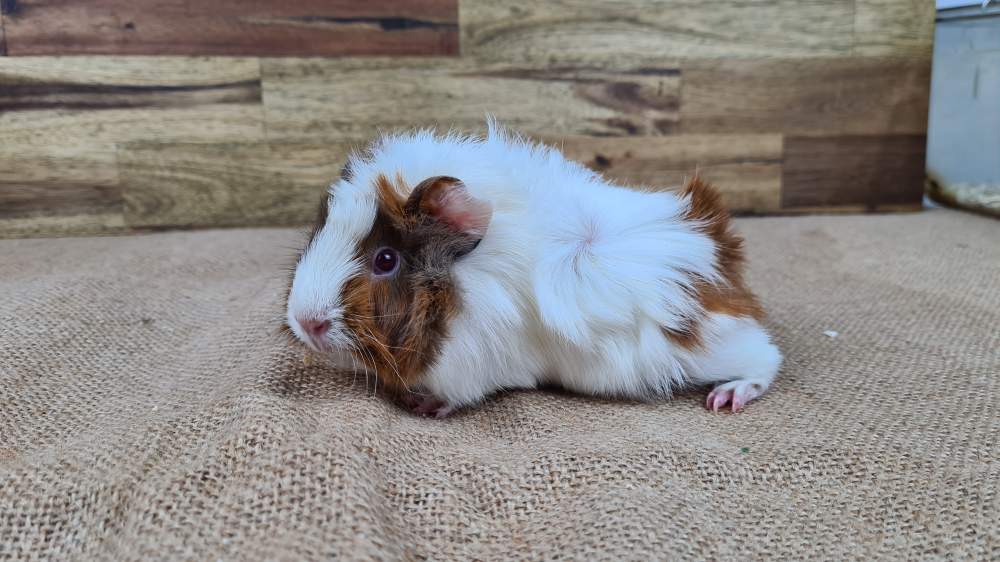 Guinea pig Available for rehoming Cavia porcellus 