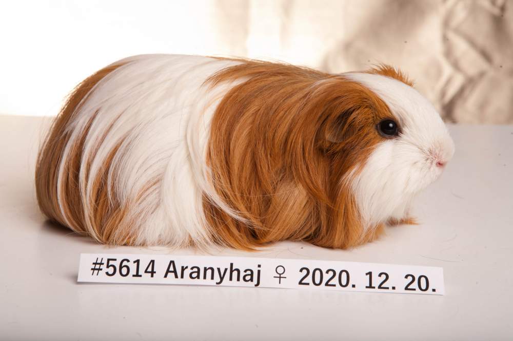 Sheltie guinea pig Breeder Cavia porcellus 