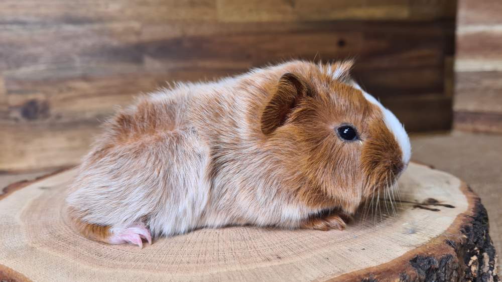 Guinea pig Breeder Cavia porcellus 