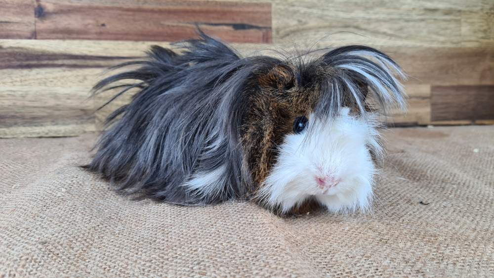 Peruvian guinea pig Retired Cavia porcellus 