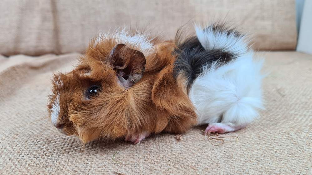 Guinea pig Available for rehoming Cavia porcellus 