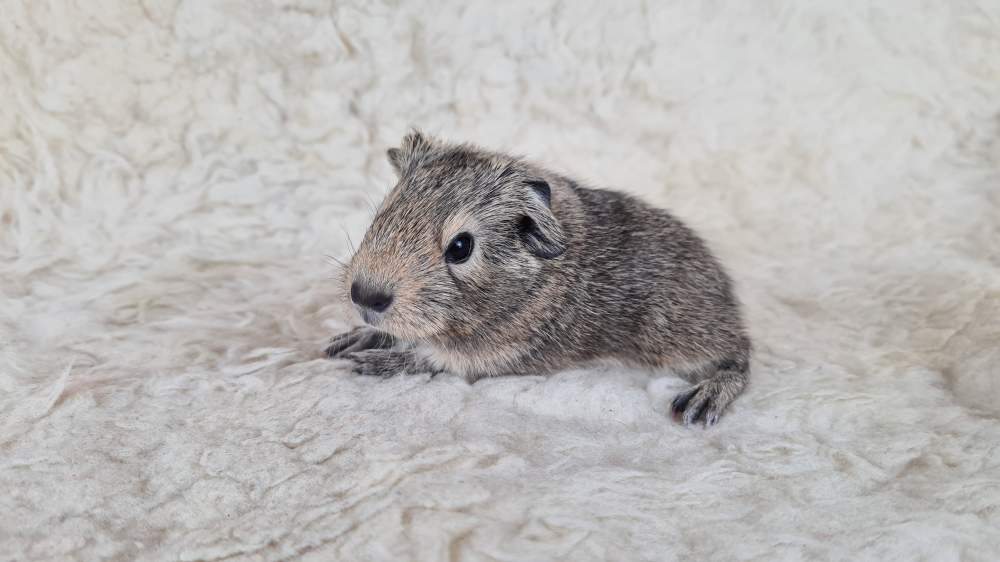 Guinea pig Available for rehoming Cavia porcellus 