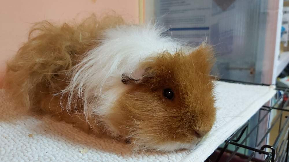 Texel guinea pig Owned by other Cavia porcellus 